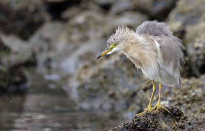 Close-up of gray heron in water