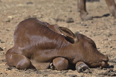 View of an animal on field