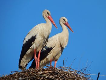 Low angle view of storks against clear blue sky on sunny day