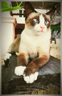 Close-up of cat