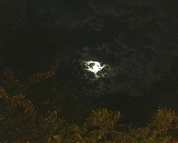 Trees against sky at night