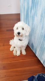 Portrait of dog on hardwood floor