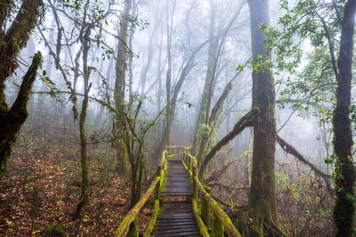 Footpath amidst trees in forest