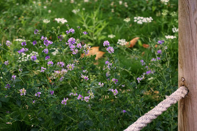 Close-up of purple flowering plants