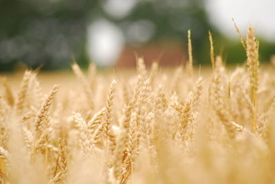 Close-up of wheat field