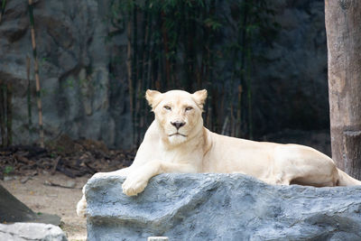 Lion relaxing in a zoo