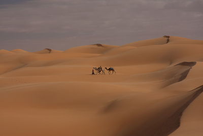 View of a desert with camels