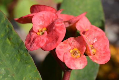 Close-up of red flowering plant