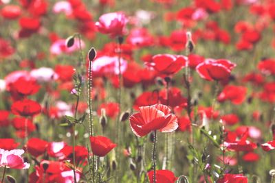 Close-up of red poppy flowers on field