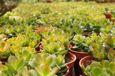 High angle view of potted plants