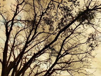 Low angle view of silhouette bare tree against sky