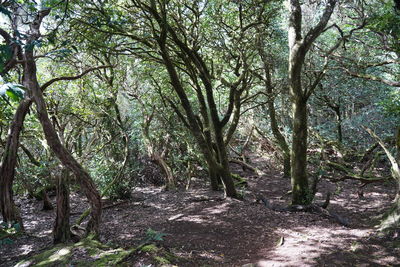 Trees growing in forest