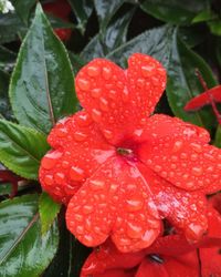 Close-up of water drops on red rose