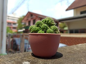 Close-up of potted plant on table against building