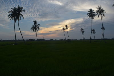 Palm trees on field against sky at sunset