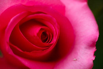 Close-up of pink rose