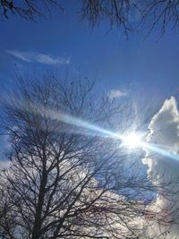 Low angle view of trees against blue sky