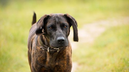 Close-up portrait of dog on field