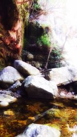 Close-up of rocks by river in forest