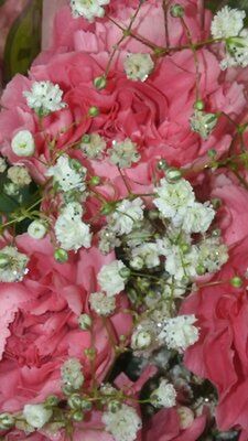 CLOSE-UP OF PINK ROSES