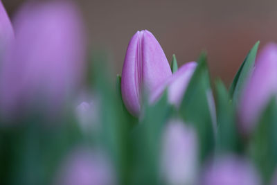 Close-up of pink crocus flower