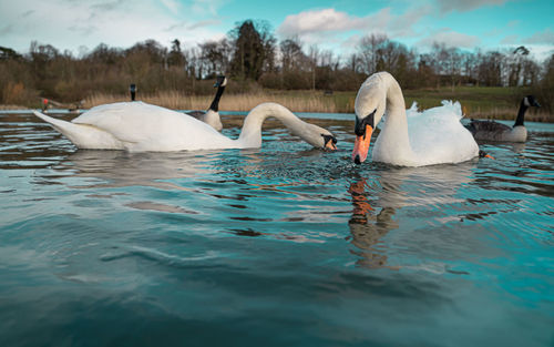 Swans swimming in lake