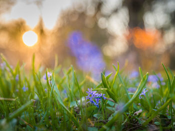 Close-up of purple flowers