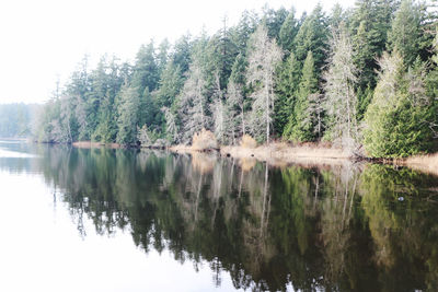 Scenic view of lake in forest against sky