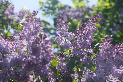 Close-up of purple flowering plant