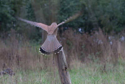 Bird flying over a field