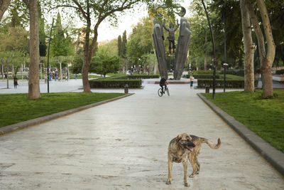 Dog running on field