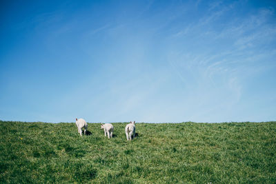 Three lambs on a green dyke