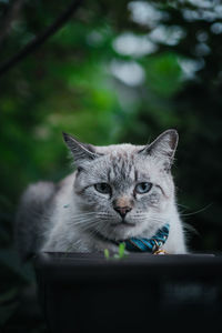 Close-up portrait of cat