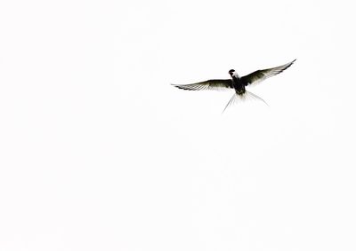 Bird flying over white background