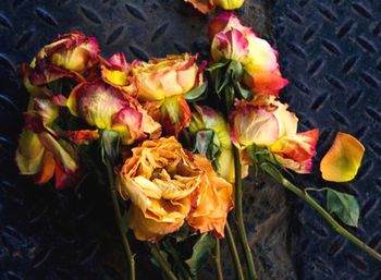 Close-up of yellow rose blooming outdoors