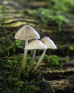 Close-up of mushroom growing on field