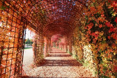 Footpath amidst trees in park during autumn