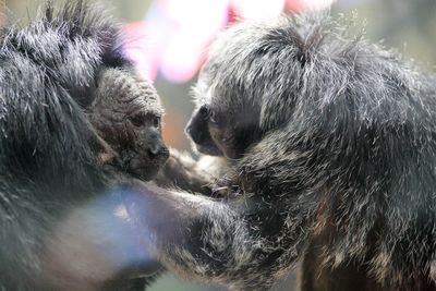 Close-up of monkeys