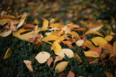 Close-up of yellow maple leaves on field