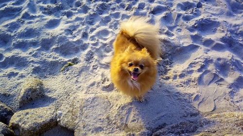 High angle portrait of dog on sand at beach