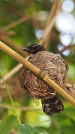 Close-up of bird perching on branch