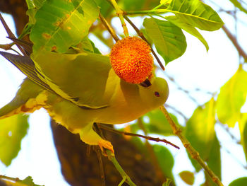 Close-up of bird on plant