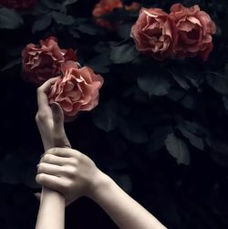 Cropped hand of woman holding roses