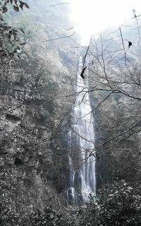 Reflection of trees in puddle