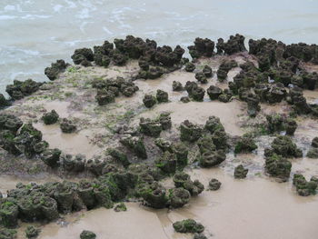 High angle view of rocks on beach