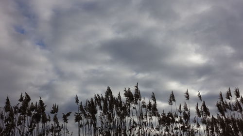 Low angle view of trees against sky