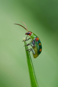 Extreme close-up of insect on leaf