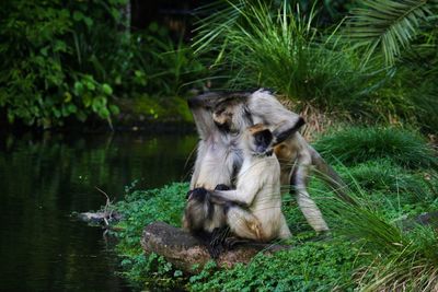 Close-up of monkey on grass