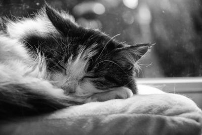 Close-up of cat sleeping at home