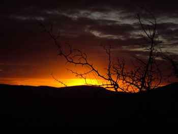 Silhouette tree against sky during sunset